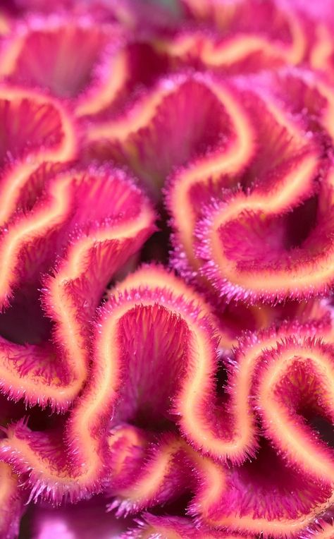 Coral Texture Pattern, Close Up Texture Photography, Coral Reef Texture, Coral Photography Underwater, Coral Reef Close Up, Coral Reef Structure, Colours In Nature, Colorful Nature Photography, Colour In Photography