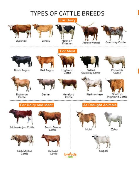 Heritage Breeds Livestock, Galloway Cattle, Types Of Cows, Jersey Cattle, Dexter Cattle, Livestock Judging, Breeds Of Cows, Raising Farm Animals, Dairy Cattle