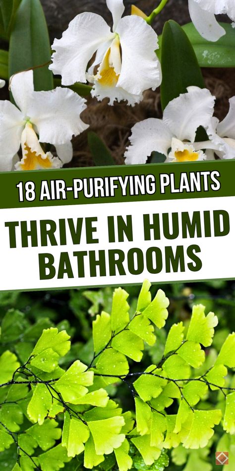 Discover the 18 best houseplants for your bathroom! These humidity-loving plants thrive in moist, low-light conditions, making them perfect for your bathroom environment. From ferns to spider plants, these plants are low-maintenance and perfect for adding a lush touch to your space. Save this pin to transform your bathroom into a beautiful, plant-filled haven with these easy-care options! Hydroponic House Plants, Best Bathroom Plants, Best Houseplants, Natural Air Purifier, Long Flowers, Low Light Plants, Bathroom Plants, Air Purifying Plants, Small White Flowers