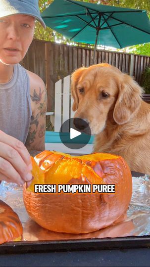 4K views · 949 reactions | It’s super easy to make homemade pumpkin puree for dogs and it’s tasty, healthy, nutritious and very versatile🎃

Pumpkin puree is loaded with vitamins and minerals is source of valuable prebiotics. Pumpkin is also high in fiber and low in calories.  A true nutrient powerhouse!

Atlas and Aura LOVE fresh pumpkin puree (that canned stuff not so much). Have you tried making your own?

IB @thehuskyfam 

#freshpumpkinpuree #dogmomtips #healthydogs #healthydogsarehappydogs #falltreatsfordogs | Atlas & Aura + Anu Jalasto | healthy active goldens Pumpkin Puree Dog Recipes, Dog Treats Homemade Recipes Pumpkin Puree, Is Pumpkin Good For Dogs, Pumpkin Guts Dog Treats, Aura Love, Pumpkin Dog Treats From Real Pumpkin, Fresh Pumpkin Puree, Pie Mold, Pumpkin Treats