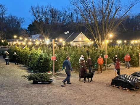 Home - Krueger's Christmas Tree Farm Krueger's Christmas Tree Farm Outdoor Christmas Market, Christmas Tree Lot Ideas, Christmas Tree Farm Activities, Christmas Tree Farm Ideas, Tree Farm Ideas, Christmas Tree Farm Aesthetic, Christmas Tree Shopping, Satya Yuga, Christmas Tree Lot