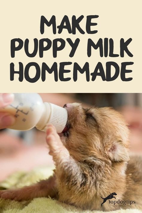 Puppy Formula Recipe, Puppy Milk Replacement Recipe, Puppy Gruel Recipe, Bottle Feeding Puppies, Newborn Puppy Care, Feeding Puppies, Puppy Gear, Puppy Whelping, Feeding Puppy