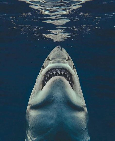 Shark jeek on Instagram: “Hi‚Look up 🐳🐋🔝🔝 #sharks #shark #ocean #sea #underwater #fish #underwaterphotography #nature #travel #diving #sharkweek #scubadiving…” Shark Cage, Shark Photos, Swimming In The Ocean, Shark Pictures, Jaws Movie, Wow Photo, Shark Art, Shark Lover, Kitesurfing