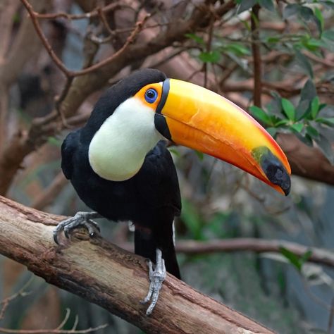 Amazon Animals, Animal Traits, Toco Toucan, Rainforest Animals, Tropical Animals, Animal Study, Image Nature, Majestic Animals, 50 Million