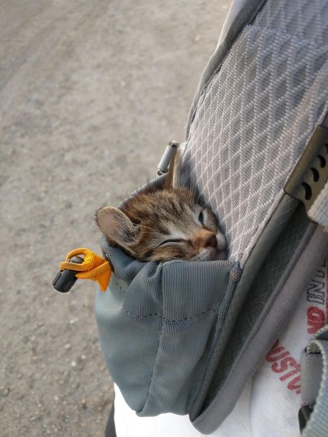 So tiny this cute kitty fits in a pocket 😍  #tinykitten #youngkitty #sleeping Cat In Pocket, Pocket Cat, Tiny Kitten, Cat Top, Funny Cats And Dogs, Sleepy Cat, Cat Sleeping, Funny Cat Pictures, Cute Cats And Kittens