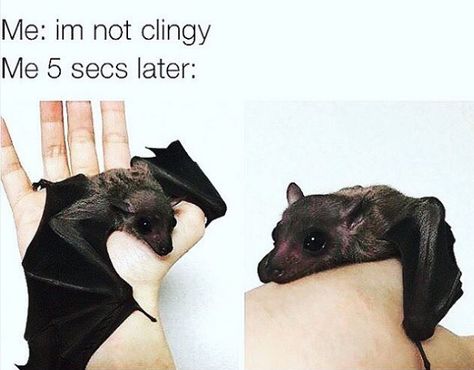 Clingy girlfriend bat Clingy Girlfriend, Funny Relationship Pictures, Chise Hatori, Funny Relationship Memes, Funny Relationship Quotes, Relationship Memes, Funny Relationship, Funny Love, Super Funny