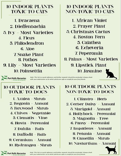 Plants Toxic To Cats And Dogs, Plants That Repel Cats, Cat Friendly Plants, Toxic Plants For Cats, Toxic To Cats, Cat Safe Plants, Dutch Gardens, Cat Repellant, What House