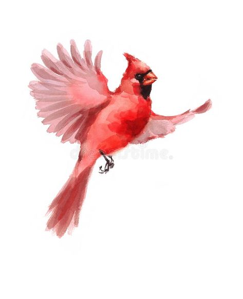 Northern Cardinal Bird Flying Watercolor Winter Illustration Hand Drawn royalty free illustration Cardinal Flying, Cardinal Birds Art, Cardinal Watercolor, Red Bird Tattoos, Cardinal Tattoo, Cardinal Tattoos, Cardinal Painting, Dad Tattoo, Bird Flying