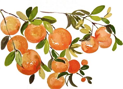 another LOOK: Orange Branches - watercolor fruit by Gretchen Kelly Orange Painting, Watercolor Fruit, Original Watercolor Art, Fruit Illustration, Art Aquarelle, Fruit Painting, Plant Drawing, My Art Studio, Orange Tree