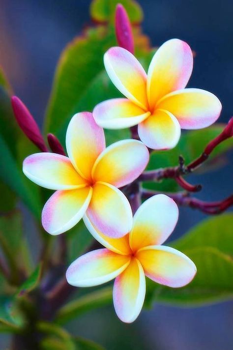 Sweet Little Plumeria Blossoms Fiori Frangipani, Flores Plumeria, Plumeria Tattoo, Awesome Tattoo, Plumeria Flowers, Hawaiian Flower, Most Beautiful Flowers, Tropical Flower, Hawaiian Flowers