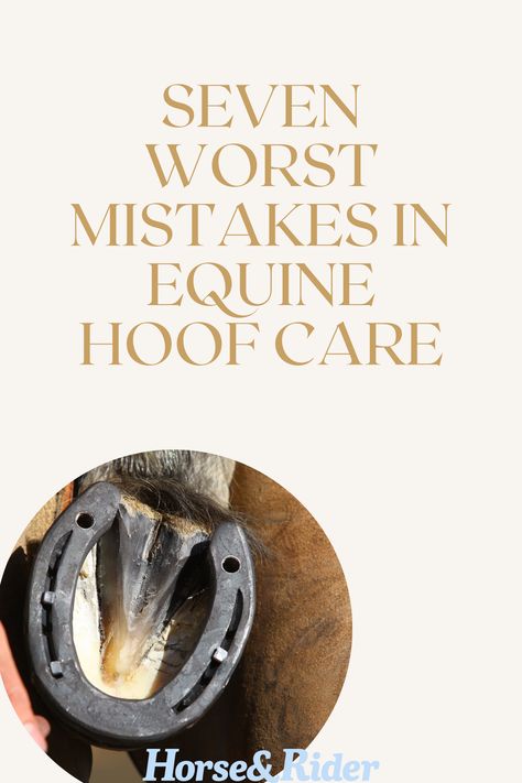 Equine Veterinarian, Horse Hoof, Hoof Care, Horse Feed, Horse Grooming, Horse Health, Horse Life, For A Reason, Horse Rider