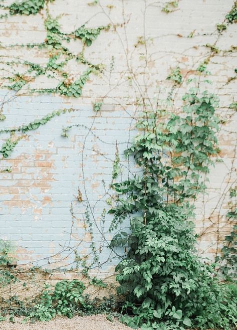 Vine Covered Wall, Vines On Brick Wall, Ivy Draw, Pose Studies, Creeping Vines, Old Brick Wall, Break Wall, Holiday 2024, Vine Wall