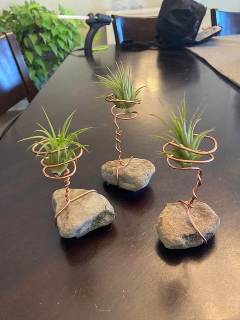 Cute Air Plant Holders, Air Plant Aesthetic, Takken Decor, Air Plants Diy, Air Plant Garden, Air Plants Decor, Air Plants Care, Air Plant Display, Succulent Garden Diy