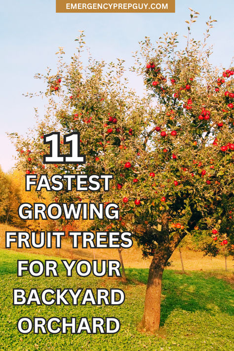 A lush apple tree laden with fruit in a backyard orchard, illustrating prepper garden ideas focused on gardening for self-sufficiency. Low Maintenance Fruit Trees, Small Fruit Tree Orchard, Mini Backyard Orchard, Fruit Trees For Small Gardens, Orchard And Vegetable Garden, Orchard Landscape Design, Starting An Orchard, Backyard Fruit Trees Layout, Backyard Orchard Ideas