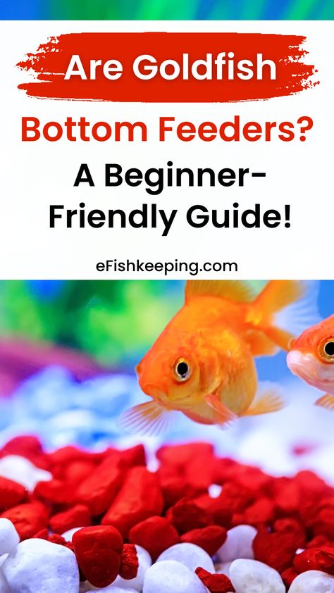 are-goldfish-bottom-feeders Goldfish Care, Fish Diet, Fish Feed, Goldfish, Have You Ever, Wonder, Reading