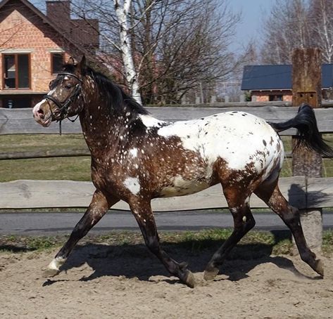 Peacock Appaloosa, Appaloosa Horse, Appaloosa Horses, Sport Horse, Appaloosa, Dream Life, Horses, Animals, Quick Saves