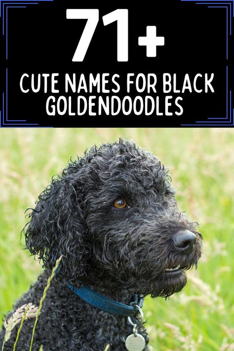 Black Goldendoodle sitting in a field with text above saying "71+ Cute Names for Black Goldendoodles" Black Doodles Dog, Black Goldendoodle Puppy, Aussiedoodle Black, Truffle Ideas, Black Golden Doodle, Black Goldendoodle, Goldendoodle Names, Goldendoodle Black, Goldendoodle Art