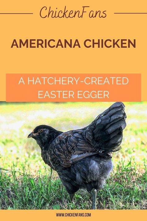 Ameracauna Chickens Hens, Americana Chickens Hens, Americana Chickens Eggs, Americauna Chickens, Americana Chickens, Araucana Chickens, Ameraucana Chicken, Easter Egger Chicken, Easter Eggers