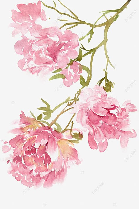 Flower Png Transparent, Peony Drawing, Pink Peony Flower, Pink Flowers Background, Watercolor Flower Background, Peony Art, Pink Png, Peony Painting, Karten Design