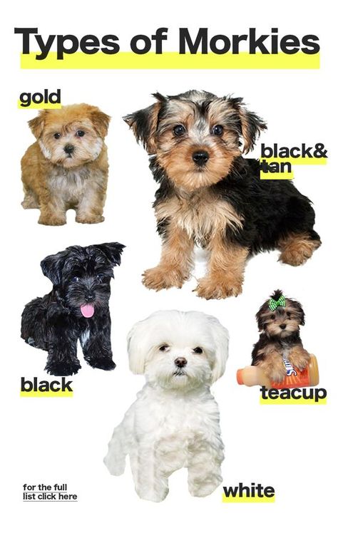 The different types of Morkie dogs colors and sizes Morkie Puppies Haircuts, Morky Dogs, Morkie Poos, Black Morkie, Morkie Haircut Hairstyles, Black Yorkie, Maltese Yorkie Mix, Morkie Dogs, Maltese Yorkie