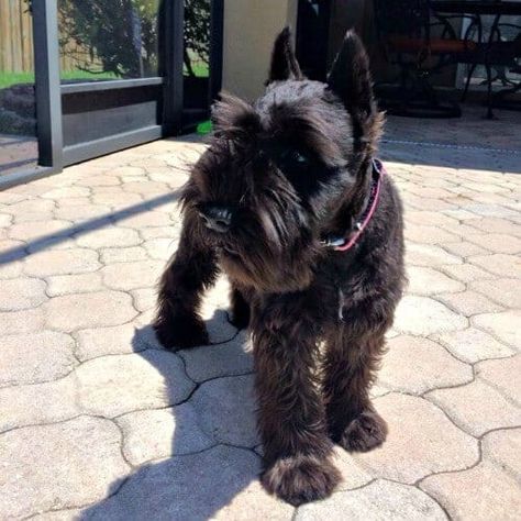 Black Mini Schnauzer, Black Miniature Schnauzer, Miniature Schnauzer Black, Toy Schnauzer, Black Schnauzer, Schnauzer Art, Mini Schnauzer Puppies, Schnauzer Puppies, Miniature Schnauzer Puppies