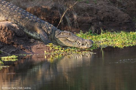 Matusadona National Park - Africa Geographic Things To Do In Florida, Kakadu National Park, North American Animals, American Alligator, Breathtaking Photography, Wild Dogs, Crocodiles, Reptiles And Amphibians, African Safari