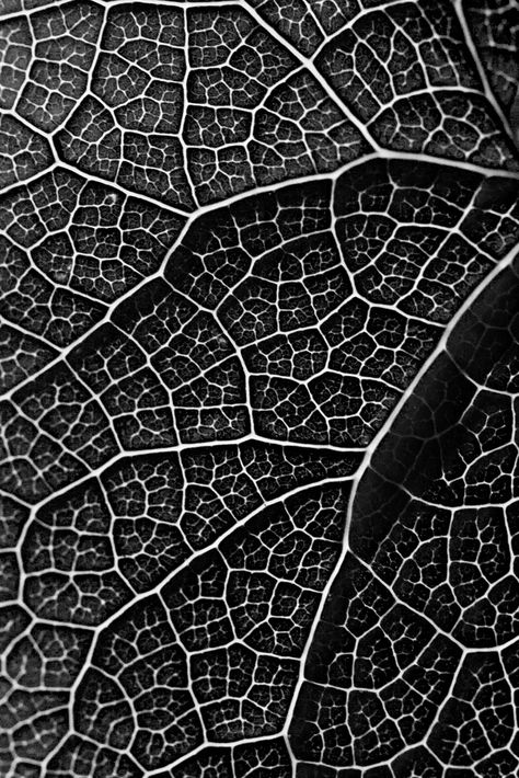 https://flic.kr/p/8d5Csh | Leaf pattern - b&w | I couldn't resist to take this... View On White Motifs Organiques, Foto Macro, Visuell Identitet, Leaf Vector, Pattern Photography, Natural Structures, Elements And Principles, Texture Inspiration, Texture Photography