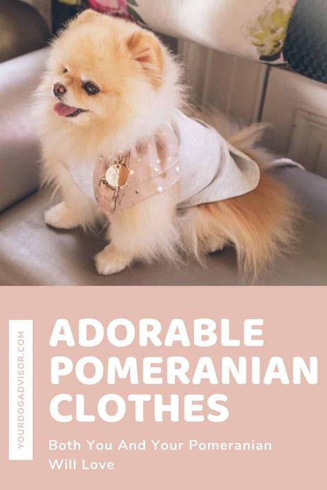 Adorable Pomeranian Clothes Both You And Your Pomeranian Will Love | Your Dog Advisor Pomeranian With Clothes, Pomeranian Clothes Outfit, Pomeranian Outfits, Pomeranian Costume, Pomeranian Jewelry, Pomeranian Accessories, Pomeranian Clothes, Pomchi Dogs, Pomeranian Pictures