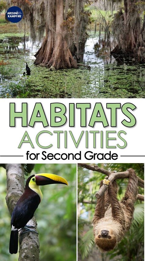 Habitats Activities, Ecosystem Activities, 2nd Grade Science, Teaching 2nd Grade, Habitat Activities, Grade 2 Science, Second Grade Science, Science Experiments For Kids, Experiments For Kids