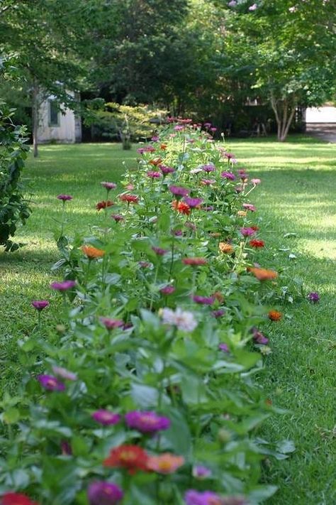 Transform Your Yard To A Pollinator Paradise | American Meadows Cut Flower Garden Layout, Flower Garden Layout, Zinnia Garden, American Meadows, Wild Flower Meadow, Garden Idea, Cut Flower Garden, Decoration Garden, Wildflower Garden