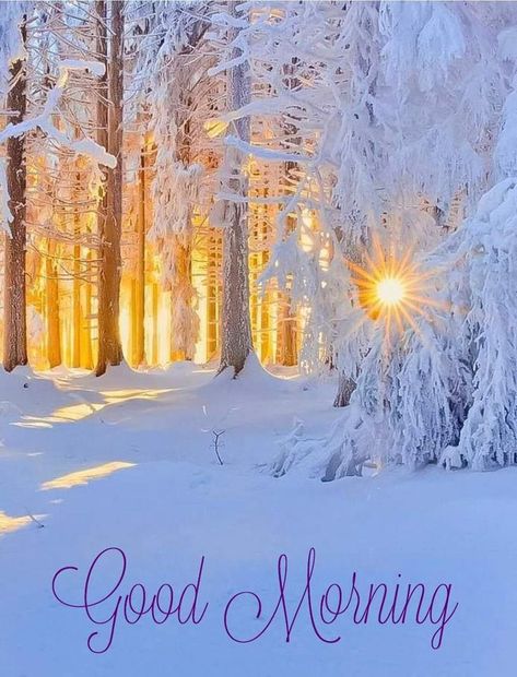 Cute Good Morning Gif, Good Morning Animals, Good Morning Winter, Good Morning Christmas, Morning Winter, Good Morning Tuesday, Good Morning Funny Pictures, Positive Good Morning Quotes, Beautiful Morning Quotes