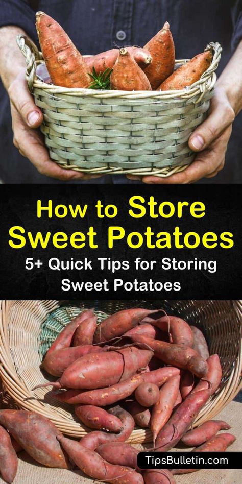 Find out how to store sweet potatoes for the long haul in kitchen pantries and cellar shelves. Our guide helps you get the most out of your sweet potatoes and shows you how to preserve them all year long. #storesweetpotatoes #storing #storage #sweetpotatoes Storing Sweet Potatoes, Store Sweet Potatoes, Raw Sweet Potato, Potato Storage, Storing Vegetables, How To Store Potatoes, Fruit And Vegetable Storage, Vegetable Storage, Sweet Potato Pie