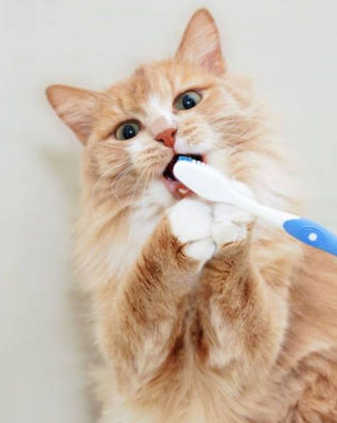 Cat Brushing Teeth, Cat Toothbrush, Cat Teeth, Pet Dental Care, Cat Brush, Brush Teeth, Dental Treats, Cat Health Care, Animal Help