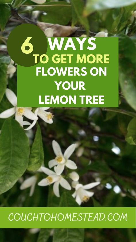 Indoor Meyer Lemon Tree, Lemon Tree Potted Indoor, Growing Lemon Trees In Pots, Lemon Tree Flowers, Lemon Tree Companion Plants, Meyer Lemon Tree Potted, Lemon Tree Potted Care, Meyer Lemon Tree Care, Lemon Tree Care