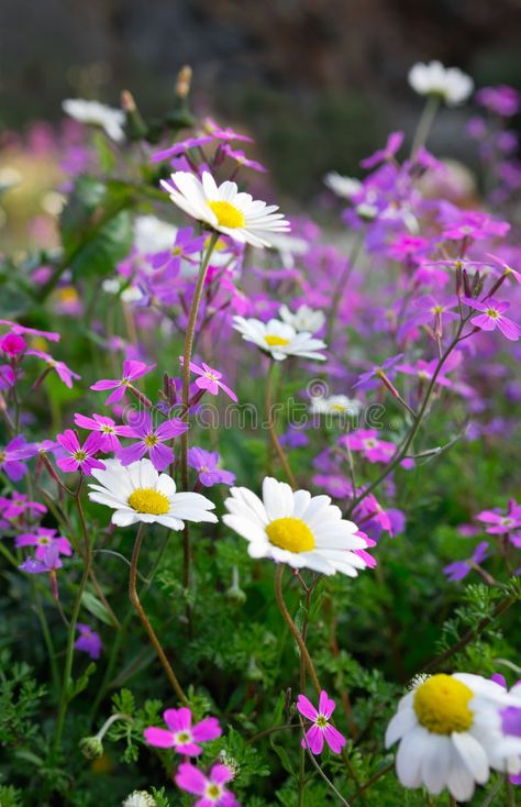 Flowers of spring. Close-up picture of a spring countryside flower field , #AFF, #Close, #spring, #Flowers, #picture, #field #ad Flower Field Close Up, Spring Countryside, Pictures Of Spring Flowers, Flower References, Fence Trees, Art Folio, Queen Anne's Lace Flowers, Inanimate Objects, Flower Close Up