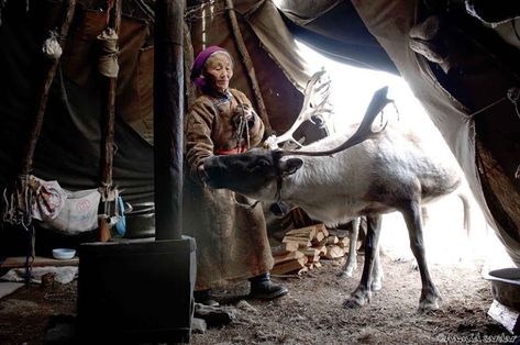 Female Reindeer, Ren Geyiği, Londonderry, We Are The World, Foto Art, Winter Solstice, People Of The World, Central Asia, Mongolia