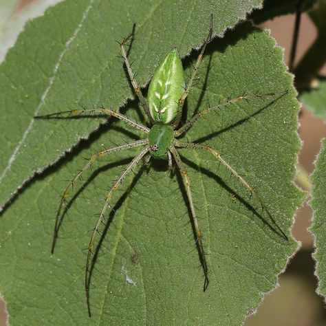 Green Lynx Spider | tex-anne | Flickr Green Lynx Spider, Green Spiderman Aesthetic, Green Spider Aesthetic, Spider Reference Photo, Green Spidersona, Green Spiderman, Cool Spiders, Unique Spiders, Colorful Spiders