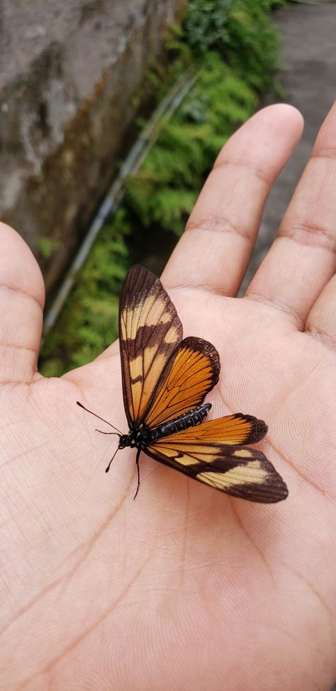 Butterfly Snap, Different Types Of Animals, Wallpaper Nature Flowers, Wallpaper Nature, Types Of Animals, Animal Farm, Creature Feature, Nature Flowers, Green Aesthetic