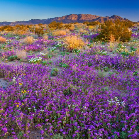 The Ultlimate Wildflower Road Trip in California for Summer - Sunset Magazine California Wildflowers, Lassen Volcanic National Park, Sunset Magazine, California Summer, Spring Wildflowers, Yosemite Valley, California Poppy, Rare Flowers, Nature Trail