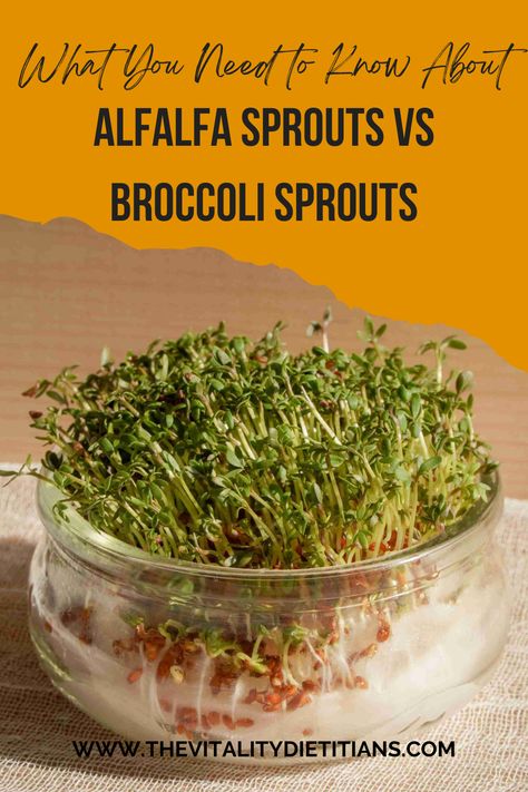 Both alfalfa sprouts and broccoli sprouts have great health benefits. A Registered Dietitian Nutritionist explains all about both, including how to grow your own sprouts! Check it out! Growing Alfalfa Sprouts, Recipes With Alfalfa Sprouts, Alfalfa Sprouts Benefits, Broccoli Sprouts Benefits, Alfalfa Sprouts Recipes, Microgreens Recipe, Broccoli Plant, Broccoli Benefits, Growing Sprouts