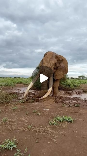 Wildest Africa on Instagram: "Craig - the largest elephant in Africa.
#wildestafrica
—
📸 @lennykoshal

TRAVEL • ADVENTURE • WILDLIFE • CULTURE

 #africa #wildlife #safari #wildlifephotography 

Elephants | Kenya | Africa | Luxury Safari | Safari | Game Drive | Wildlife Photography | Wild Animals | Safari in Africa | Things to do in Kenya | Africa Travel Inspiration | Wildlife Conservation | Save Elephants | Amboseli National Park | Tusker" Africa Wildlife Photography, Africa Luxury, Safari Game, Mobile Vet, Sheldrick Wildlife Trust, Animals Safari, Africa Wildlife, Big Friends, Luxury Safari