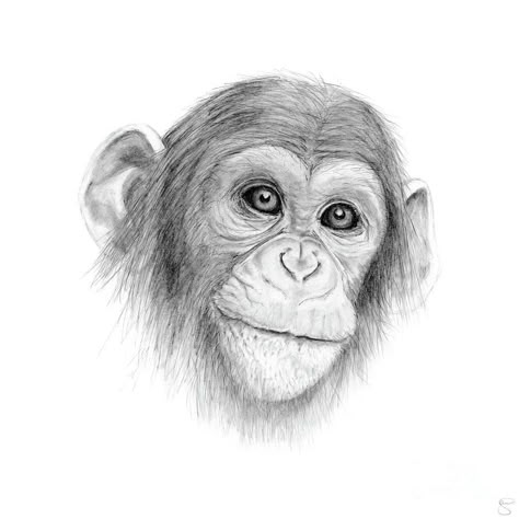 Monkey Drawing Tattoo, Chimpanzee Sketch, Jungle Drawing, Monkey Drawing, Monkey Tattoos, Drawings Of Animals, Pencil Drawings Of Animals, Animal Drawings Sketches, Monkey Art