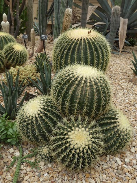 Barrel Cactus Drawing, Water Conservation Projects, Bonsai Fruit Tree, Garfield Park Conservatory, Bulb Plants, Golden Barrel Cactus, Cactus Arrangement, Cactus Tattoo, Barrel Cactus