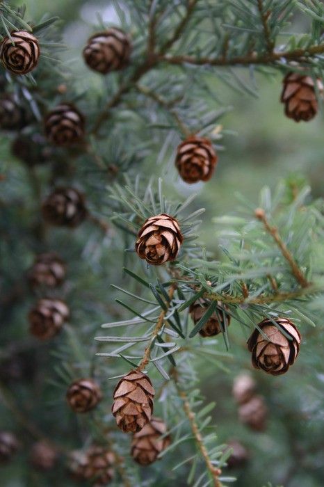 . Matka Natura, L Wallpaper, Landscape Photography Nature, Foto Tips, Mountain Life, Seed Pods, Display Design, Land Scape, Belle Photo