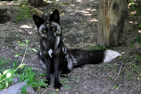 Silver fox sitting pretty, a color morph of the red fox  #Vulpes_vulpes #mytumblr Black Fox, Pet Fox, Animale Rare, Rare Animals, Wild Dogs, Cute Fox, White Fox, Cute Creatures, Animal Photo