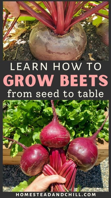 Come learn everything you need to know to successfully grow beets from seed or seedlings in this ultimate beginner's guide, including step-by-step tips and photos for when to plant beets, spacing and thinning seedlings, growing beets in containers or raised garden beds, when and how to harvest beets, pest control tips, how to store beets to maximize freshness, ways to use or preserve beets and more! Harvest Beets, How To Grow Beets, Grow Beets, Growing Ginger Indoors, Growing Beets, Growing Ginger, Vegetables To Grow, Fall Vegetables, Fall Garden Vegetables