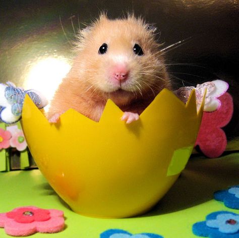 happy easter :) Hamster Habitat, Animal Dress Up, A Hamster, Syrian Hamster, Amazing Animal Pictures, Baby Chickens, Easter Humor, Cute Hamsters, Weird Creatures