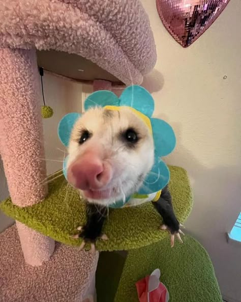 Opossum society Funny Opossum Pictures, Silly Opossum, Possum Pfp, Opossum Fursuit, Halloween Opossum, Silly Possum, Halloween Possum, Opossum Fursona, Angry Opossum