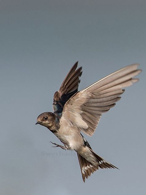 BARN SWALLOW Swallow Photo, Barn Swallow, Wild Animals Pictures, Manhattan Project, 문신 디자인, Swallows, Birds Tattoo, Bird Drawings, Bird Photo