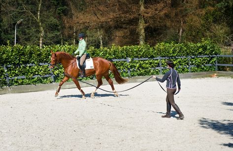 Lunging Horse, Centered Riding, Horse Behavior, Dressage Training, Riding School, Natural Horsemanship, Horse Training Tips, Insta Profile, Sport Horse